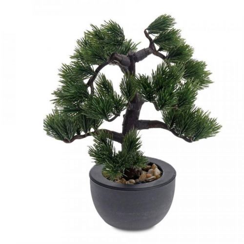 Jehličnatá Bonsai
