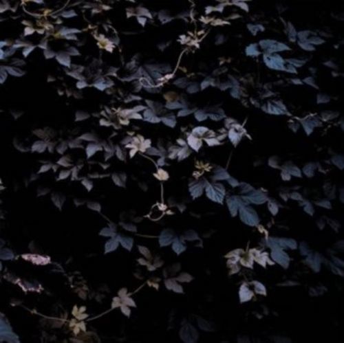 Vivid Flu (Michael Vallera) (CD / Album)