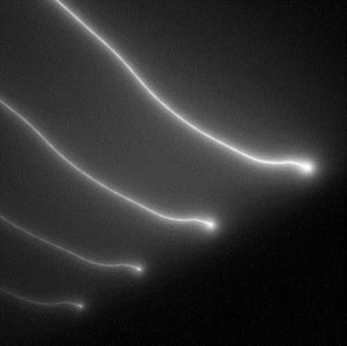 Parade (Elektro Guzzi) (CD / Album Digipak)