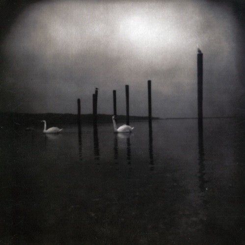 Conference of the Birds (Om) (Vinyl)
