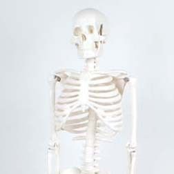 TickiT 1/2 size scale skeleton