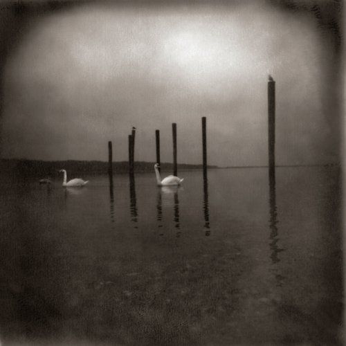 CD OM - CONFERENCE OF THE BIRDS