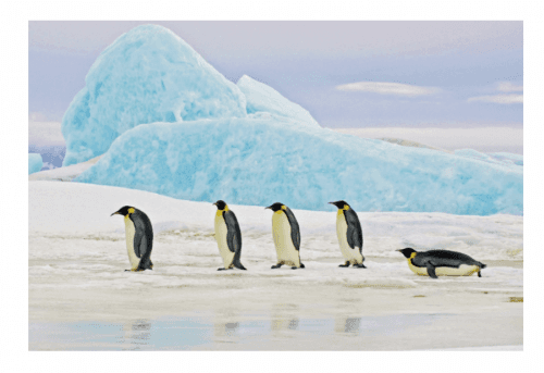 Signal Obraz PENGUINS
