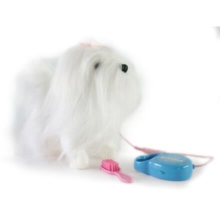 Chodiaci maltézsky psík