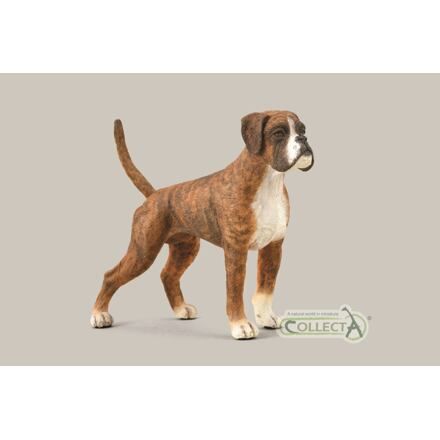 Boxer