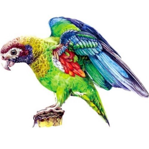 Drevené puzzle-Macaw/S KP22009
