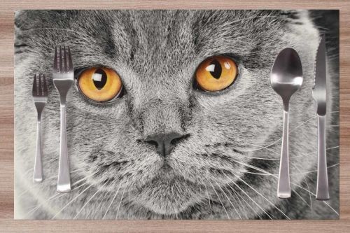 Prestieranie Mačací pohľad