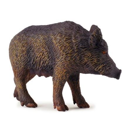 Collecta Prasa divokej Bachyne