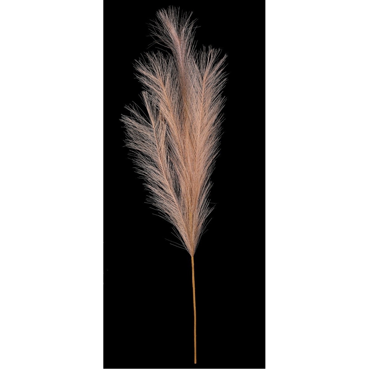 Pampas tráva, svetlohnedá, 9 x 77 cm
