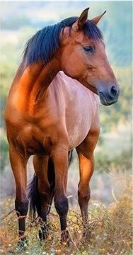 CARBOTEX Froté uterák kôň hnedák na lúke 30 × 50 cm