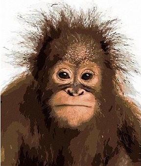 Mladý orangutan, 40×50 cm, vypnuté plátno na rám