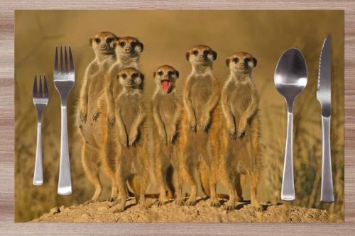 Prestieranie Surikaty