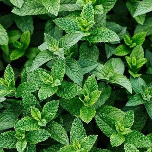 Bio voda z Mäty piepornej Mentha piperita 25l