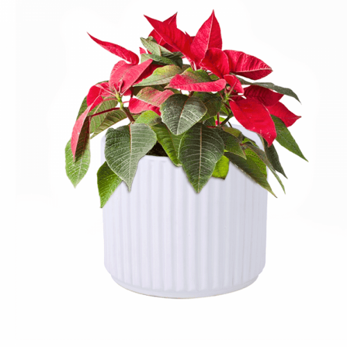 Květináč, bílá matná, hlína, KELSO TYP 2