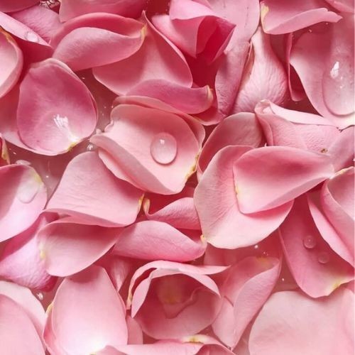 BIO Ružová voda Rosa damascena 0,067% 220 l