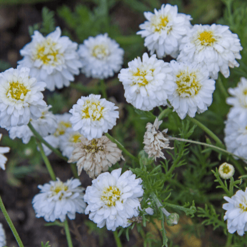 Bio Harmančeková voda Anthemis nobilis 5 l