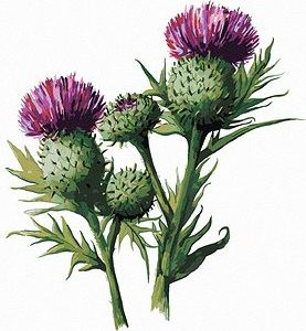 Zuty – Maľovanie Podľa Čísel – Bodliak S Kvetom (Alexandria Gilbert), 40 × 50 Cm, Plátno