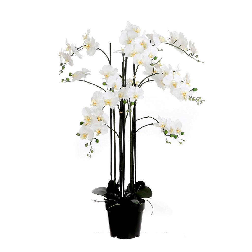 XXXL ORCHIDEA