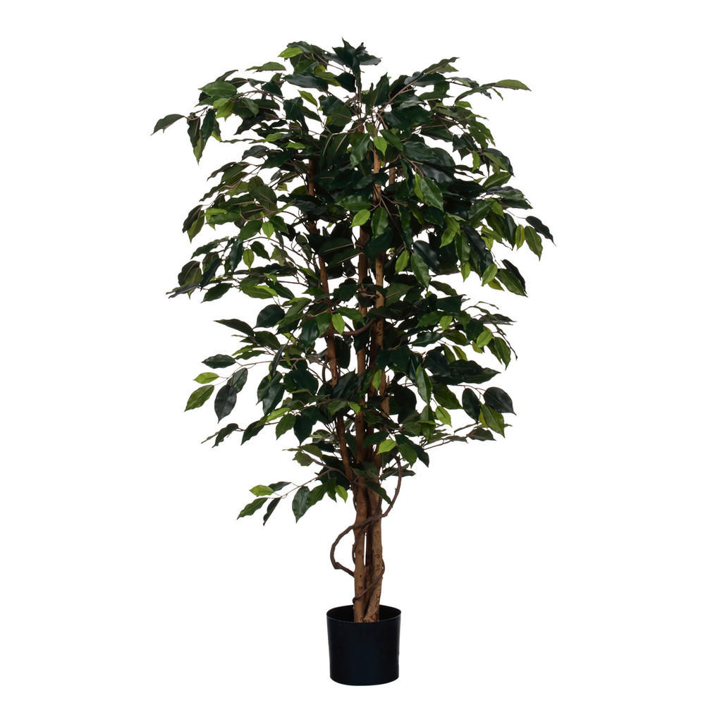 XXXL FIKUS BENJAMÍN