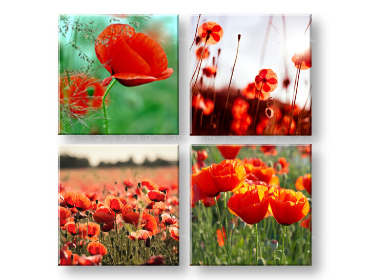 Obraz na stenu Meadow of poppy poppies 40x40 cm