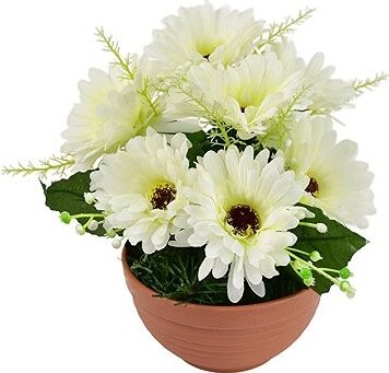 DOMMIO Gerbery krémové 7 kvetov v terakotovej miske, priemer 22/24 cm