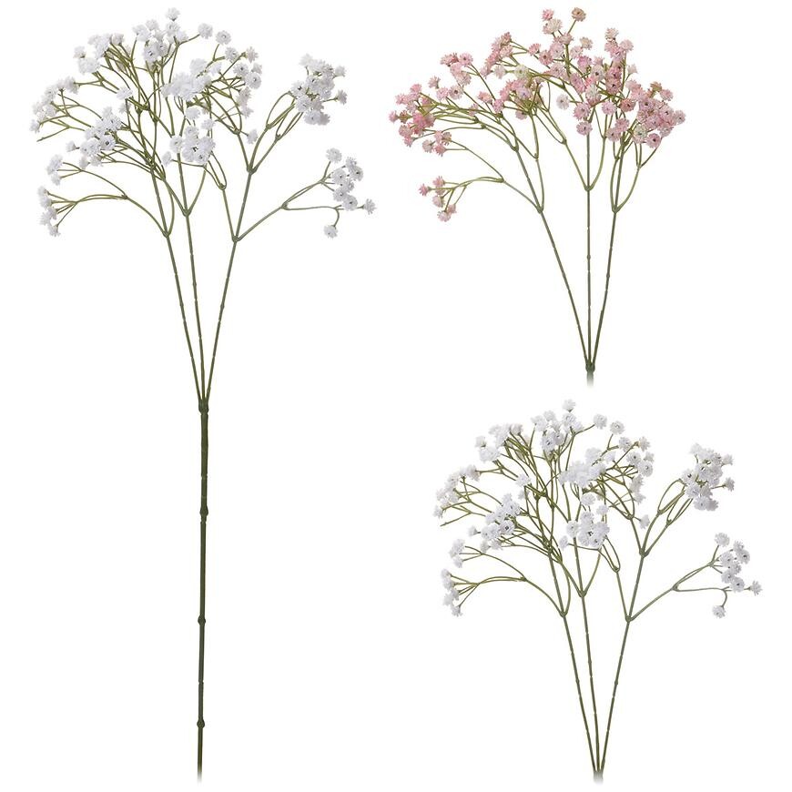 Lyszczec wiechowaty  68CM