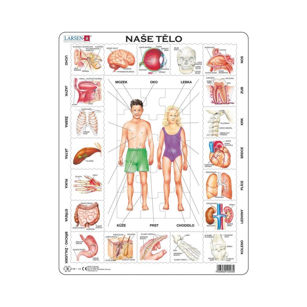 Dino Naše telo EDU Puzzle 35 dielikov