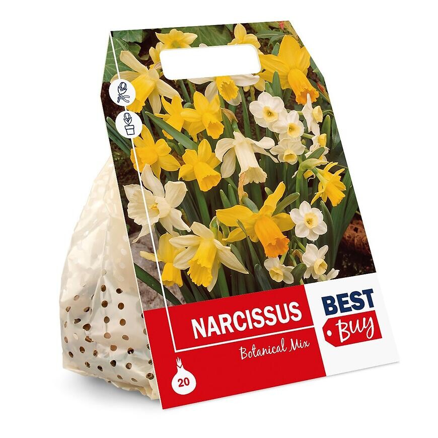 Narcis žltý