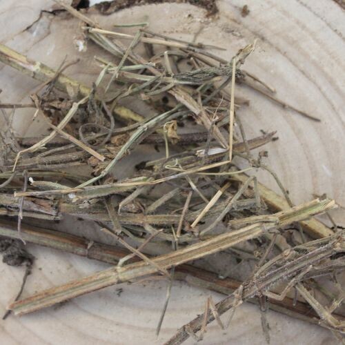 Šalvia muškátová - vňať celá - Salvia sclarea - Folium salvia sclareae 1000 g