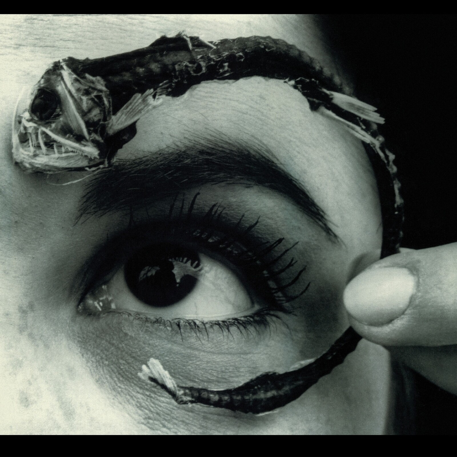 DISCO VOLANTE (ROCKTOBER 2025)