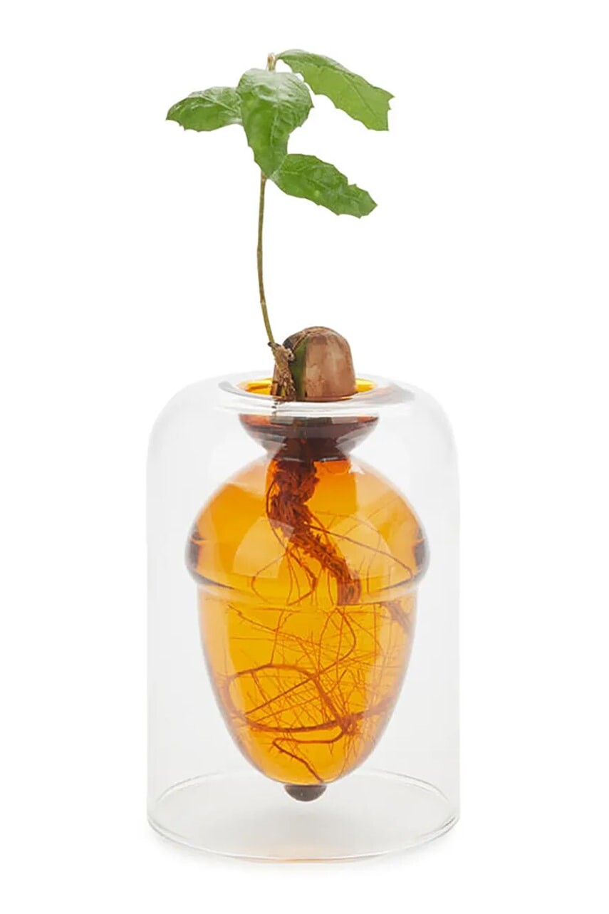 Váza na pestovanie semienok Balvi Acorn Vase 12 x 8,4 x 8,4 cm