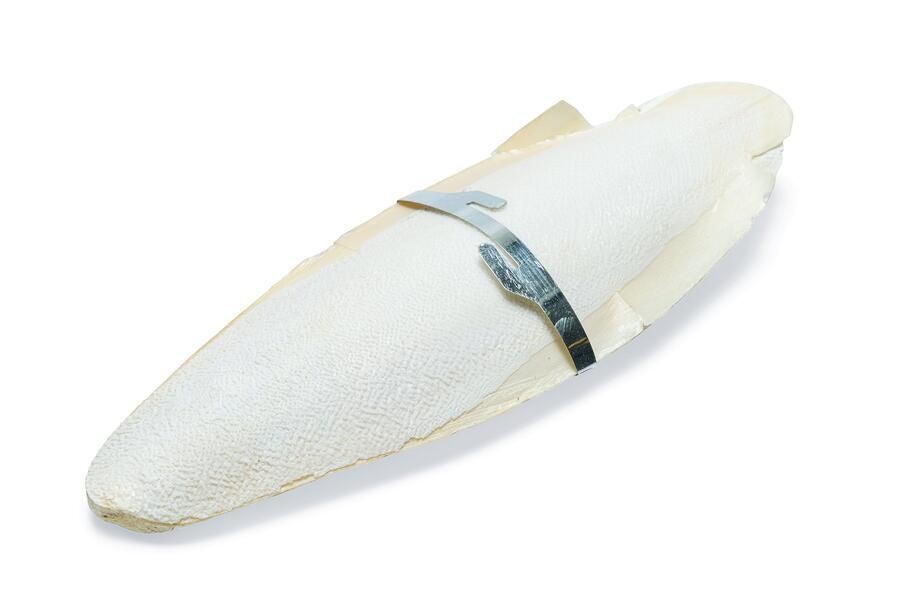 Karlie Sépiová kost