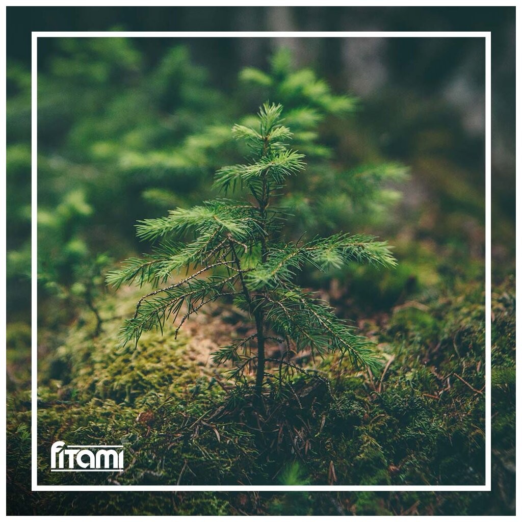 Príspevok na zasadenie stromčeka - 0,5€