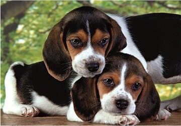 CLEMENTONI Spolu 500 dielikov