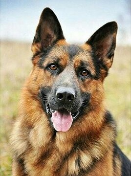 Norimpex Nemecký ovčiak 30 × 40 cm