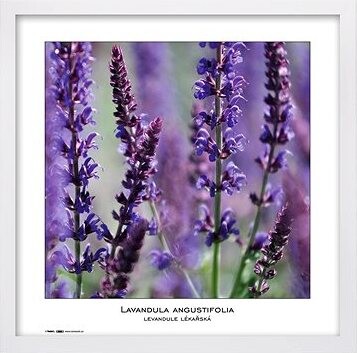 TRADAG Natura 40 x 40 biely