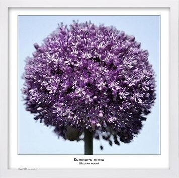 TRADAG Natura 50 x 50 biely