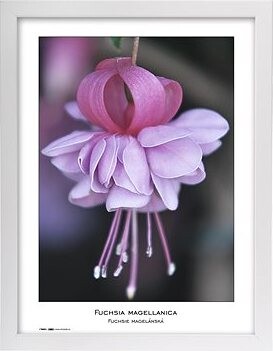 TRADAG Natura 30 x 40 biely