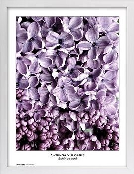 TRADAG Natura 40 x 50 biely