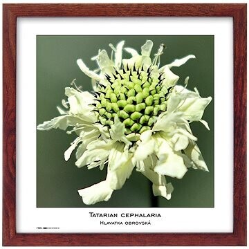 TRADAG Natura 30 × 30 hnedý