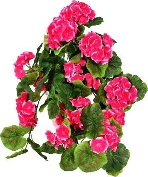 DOMMIO Muškát převislý růžový v keramickém květináči 50 × 35 cm