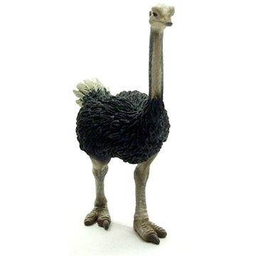 Collecta pštros dvojprstý