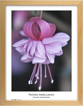 TRADAG Natura 30 x 40 prírodný