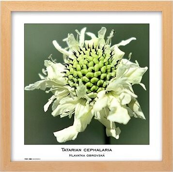 TRADAG Natura 30 x 30 prírodný