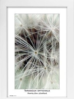 TRADAG Natura 20 x 30 biely