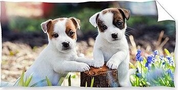 Carbotex Bračekovia Jack Russell Teriér