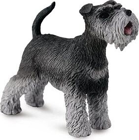 Collecta pes Bradáč stredný