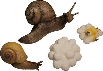 Animal Life Životný cyklus Slimáka