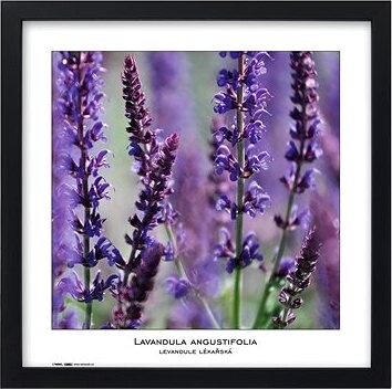 TRADAG Natura 40 x 40 čierny