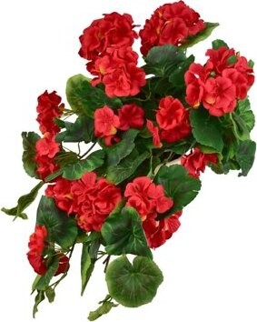 DOMMIO Muškát převislý červený v keramickém květináči 50 × 35 cm